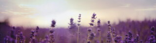 Hintergrundbild Lavendel